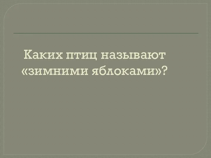 Каких птиц называют «зимними яблоками»?