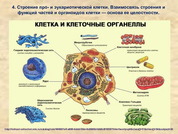 4. Строение про- и эукариотической клетки. Взаимосвязь строения и функций частей