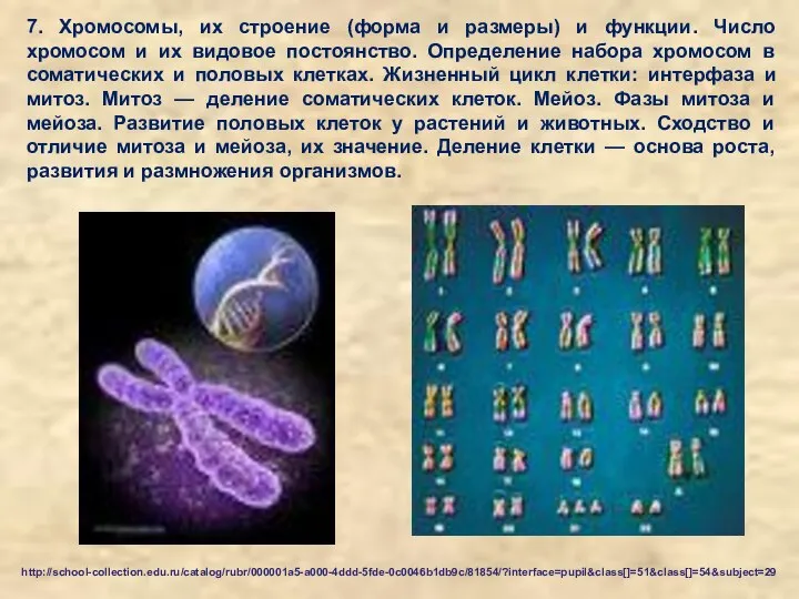 7. Хромосомы, их строение (форма и размеры) и функции. Число хромосом