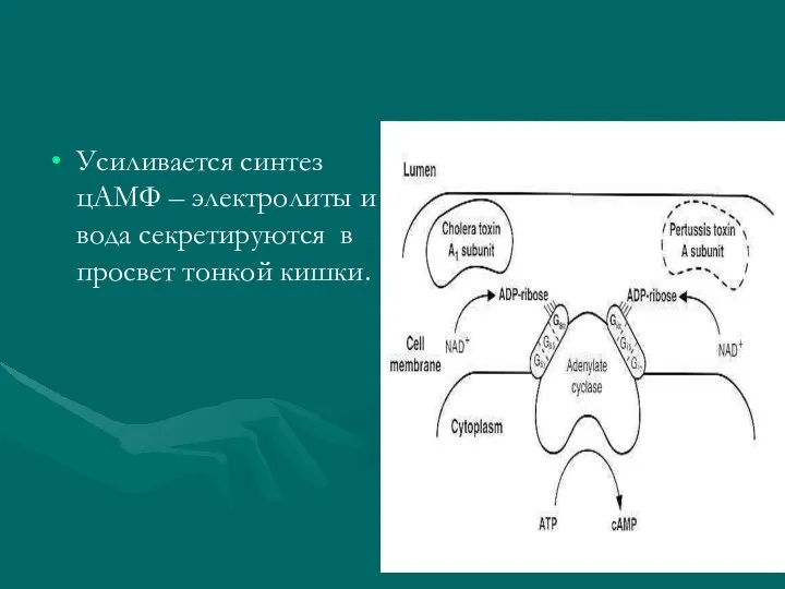 Усиливается синтез цАМФ – электролиты и вода секретируются в просвет тонкой кишки.