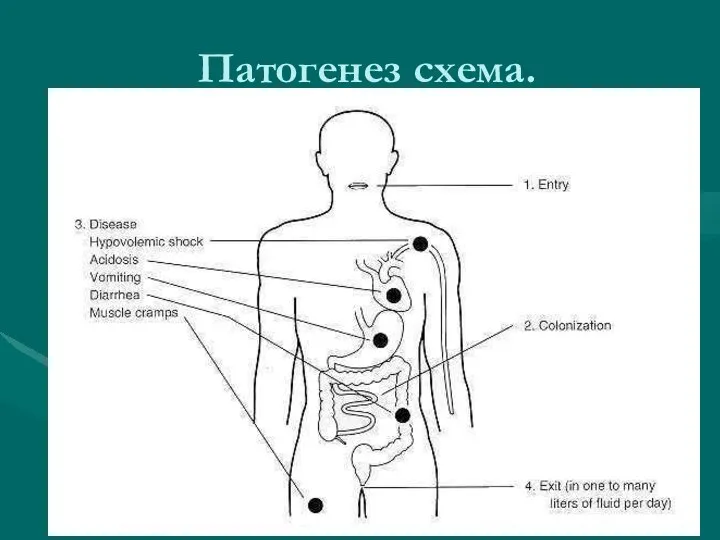 Патогенез схема.