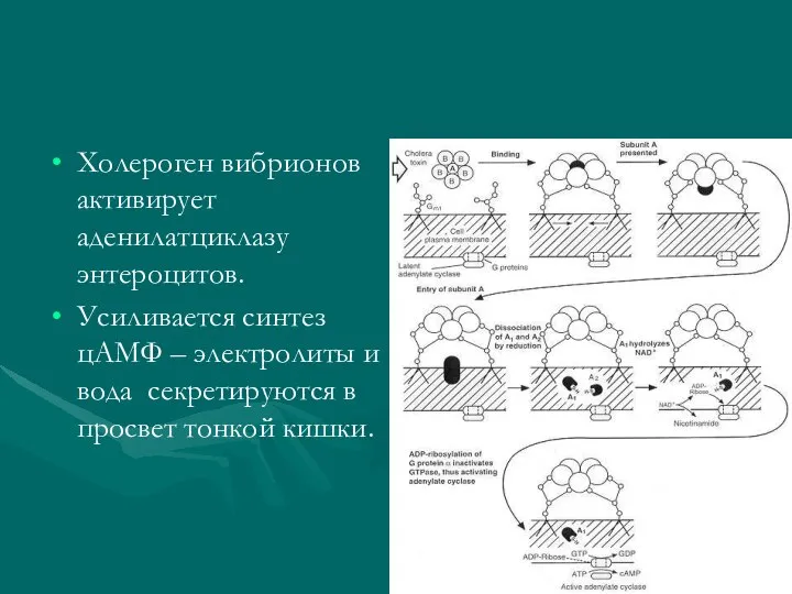 Холероген вибрионов активирует аденилатциклазу энтероцитов. Усиливается синтез цАМФ – электролиты и