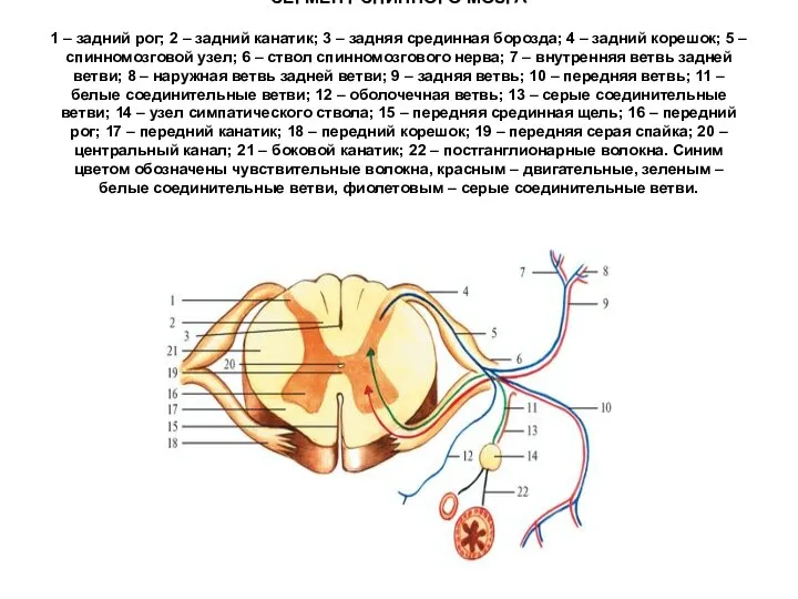 СЕГМЕНТ СПИННОГО МОЗГА 1 – задний рог; 2 – задний канатик;