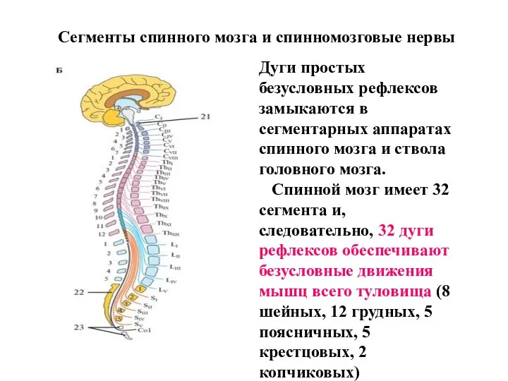Сегменты спинного мозга и спинномозговые нервы Дуги простых безусловных рефлексов замыкаются