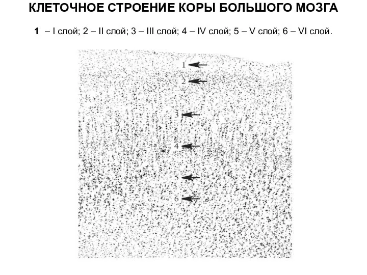 КЛЕТОЧНОЕ СТРОЕНИЕ КОРЫ БОЛЬШОГО МОЗГА 1 – I слой; 2 –