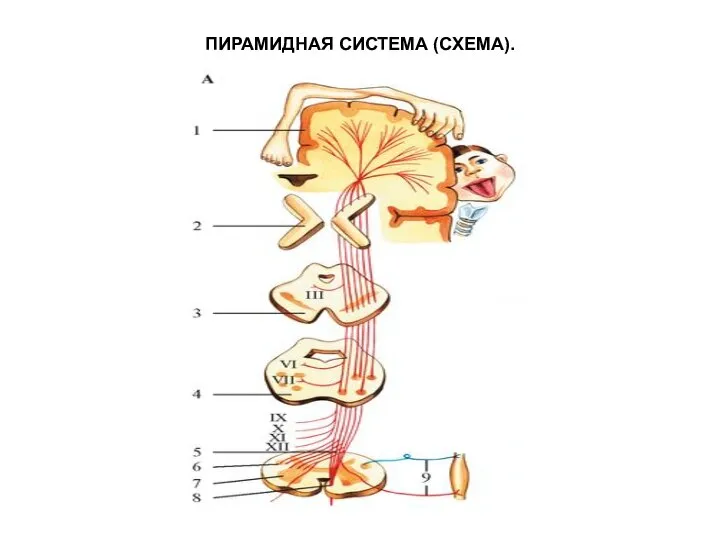 ПИРАМИДНАЯ СИСТЕМА (СХЕМА).