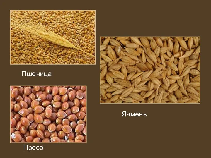 Пшеница Просо Ячмень