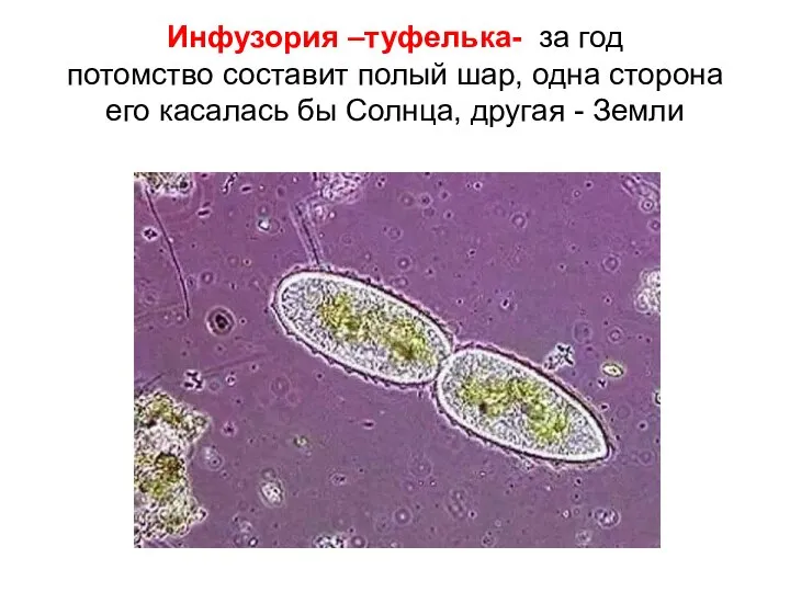 Инфузория –туфелька- за год потомство составит полый шар, одна сторона его