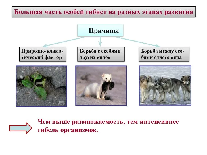 Большая часть особей гибнет на разных этапах развития Причины Природно-клима- тический