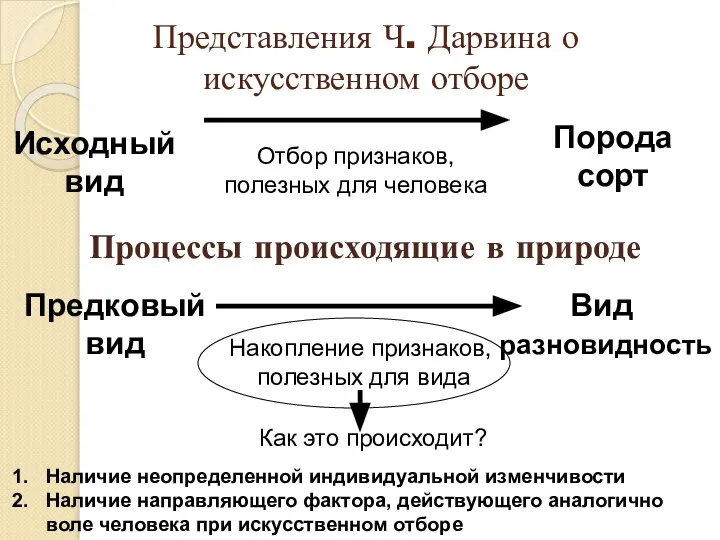 Представления Ч. Дарвина о искусственном отборе Исходный вид Порода сорт Отбор