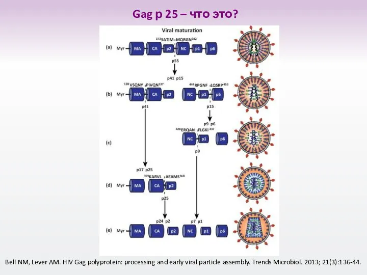 Bell NM, Lever AM. HIV Gag polyprotein: processing and early viral