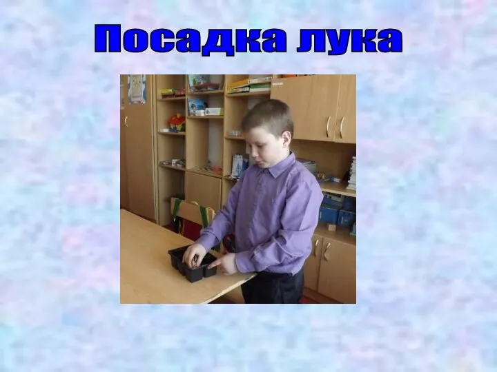 Посадка лука