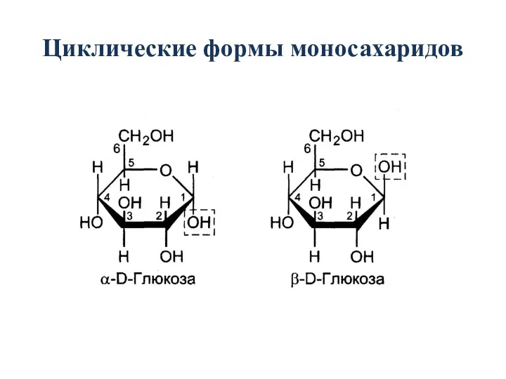 Циклические формы моносахаридов