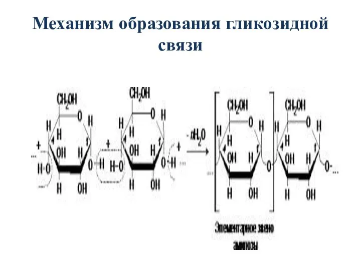 Механизм образования гликозидной связи