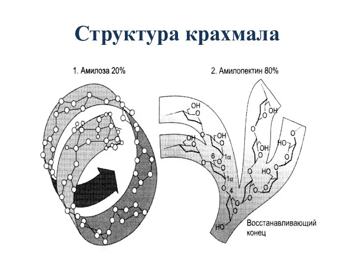 Структура крахмала