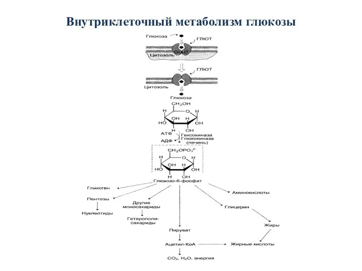 Внутриклеточный метаболизм глюкозы