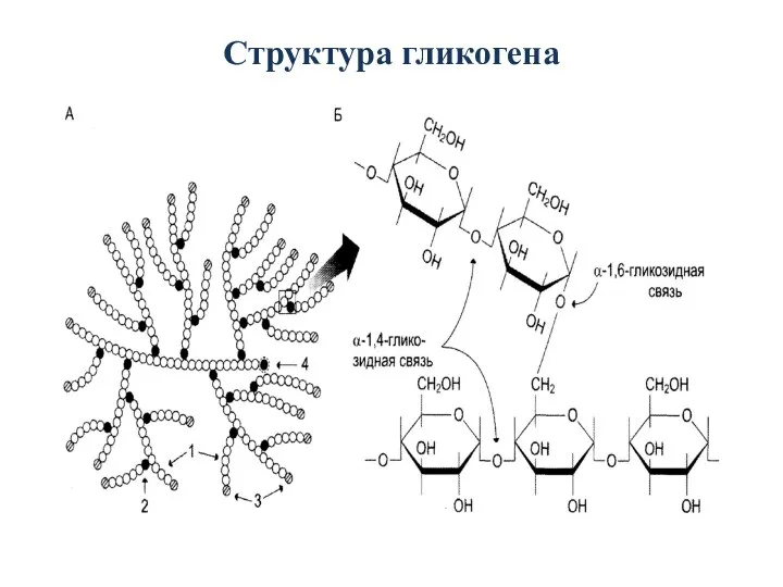 Структура гликогена