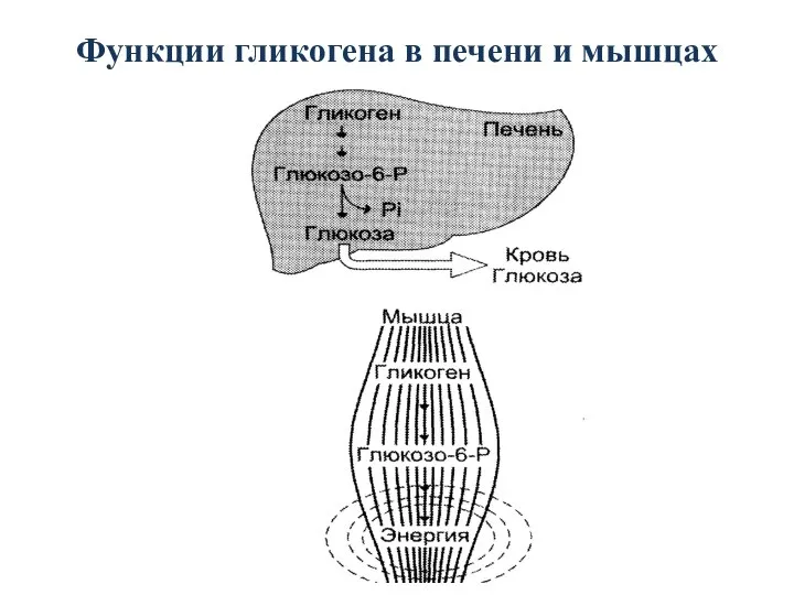 Функции гликогена в печени и мышцах