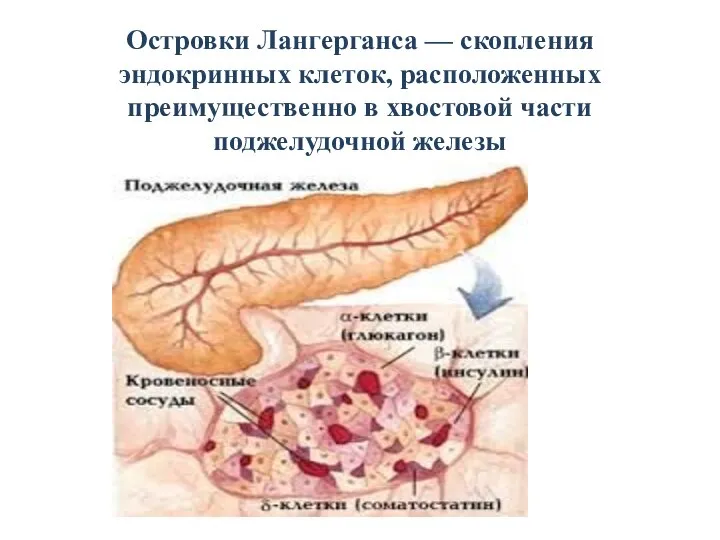 Островки Лангерганса — скопления эндокринных клеток, расположенных преимущественно в хвостовой части поджелудочной железы