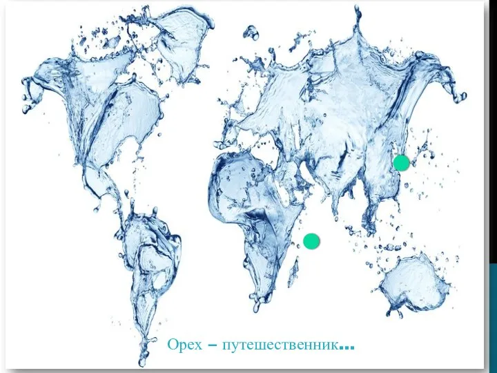 Орех – путешественник…