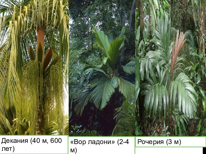 Декания (40 м, 600 лет) «Вор ладони» (2-4 м) Рочерия (3 м)