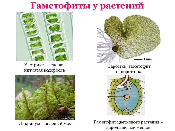 Гаметофиты у растений Улотрикс – зеленая нитчатая водоросль Дикранум – зеленый