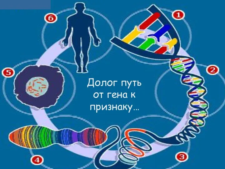 1- хп ячмень (ПК) 2- митох ячмень (КМ) 3- хп ячмень