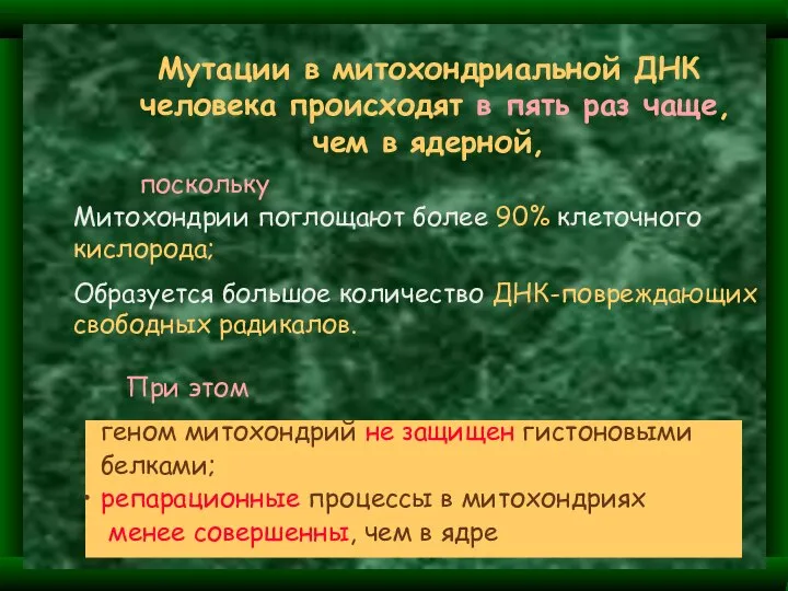 Мутации в митохондриальной ДНК человека происходят в пять раз чаще, чем