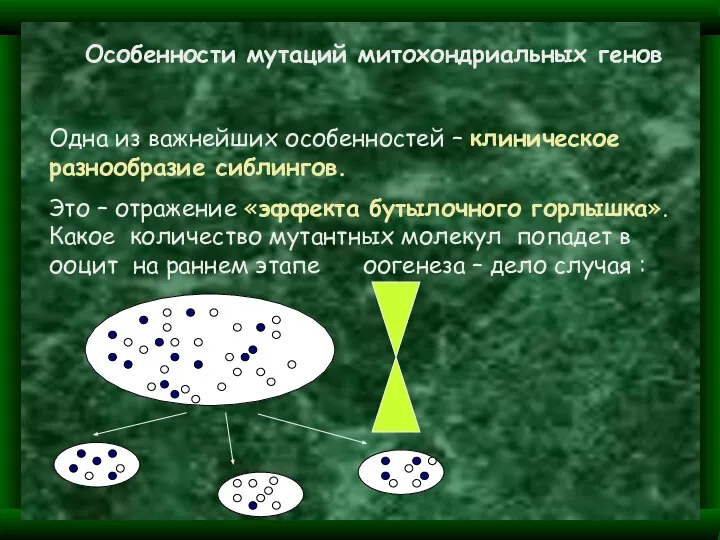 Особенности мутаций митохондриальных генов Одна из важнейших особенностей – клиническое разнообразие