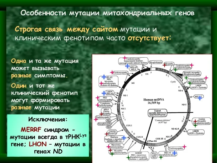 Особенности мутации митохондриальных генов Строгая связь между сайтом мутации и клиническим