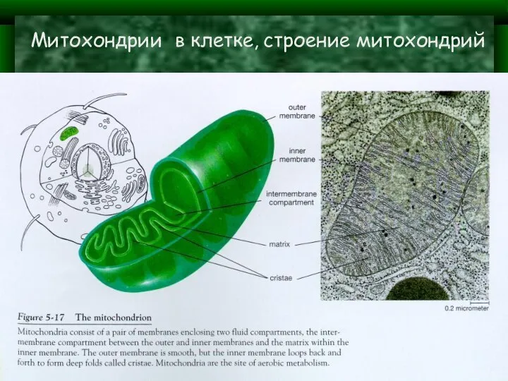 Митохондрии в клетке, строение митохондрий