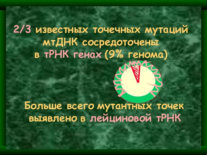 2/3 известных точечных мутаций мтДНК сосредоточены в тРНК генах (9% генома)