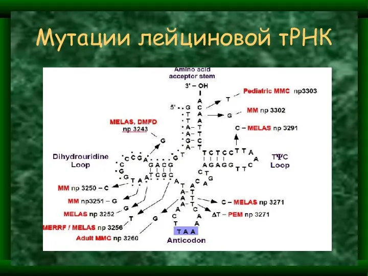 Мутации лейциновой тРНК