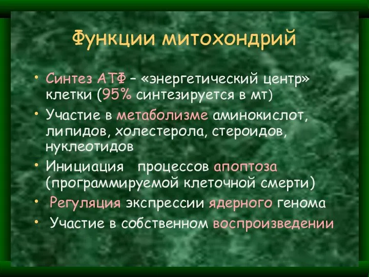 Функции митохондрий Синтез АТФ – «энергетический центр» клетки (95% синтезируется в