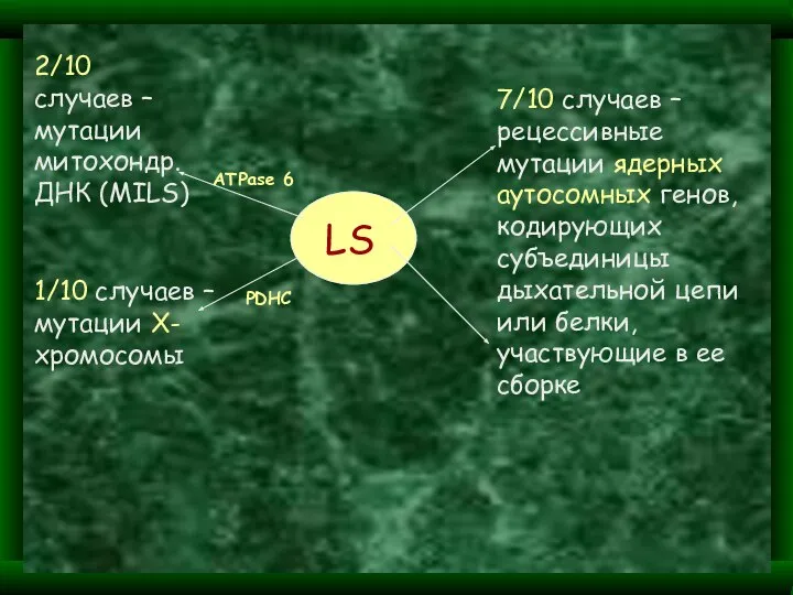 LS 2/10 случаев – мутации митохондр. ДНК (MILS) 1/10 cлучаев –