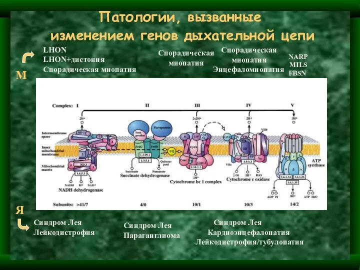 Патологии, вызванные изменением генов дыхательной цепи LHON LHON+дистония Спорадическая миопатия Спорадическая