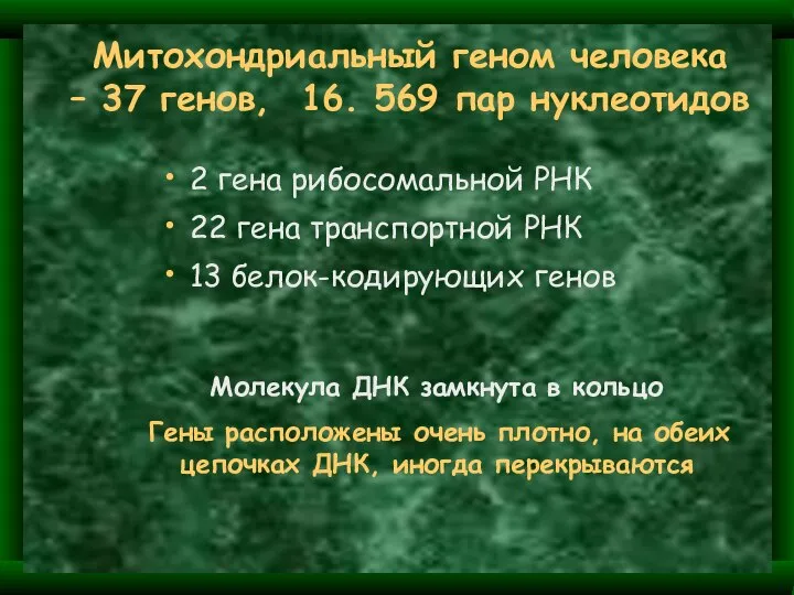 Митохондриальный геном человека – 37 генов, 16. 569 пар нуклеотидов 2