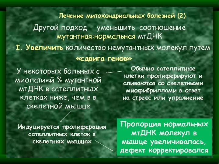 Другой подход - уменьшить соотношение мутантная:нормальная мтДНК I. Увеличить количество немутантных