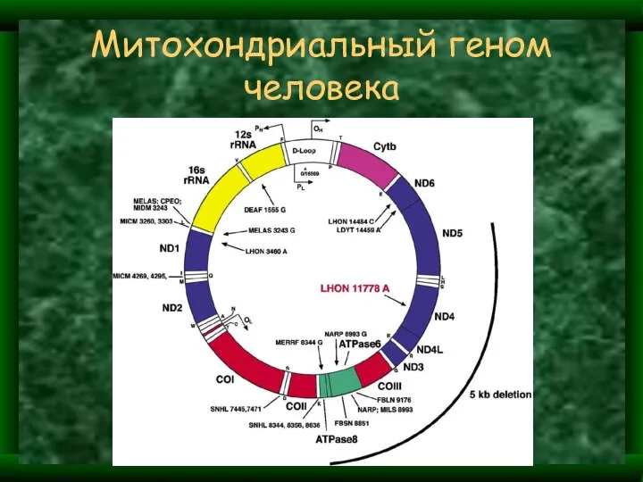 Митохондриальный геном человека