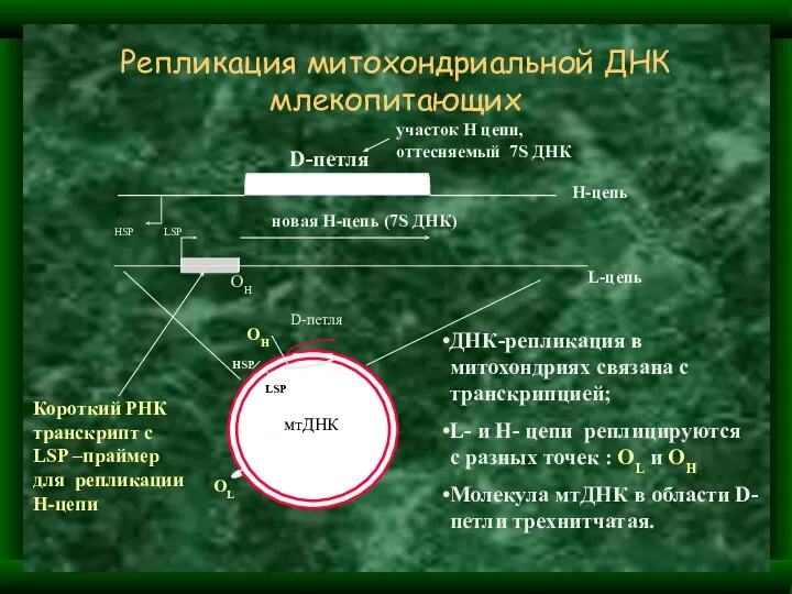 Репликация митохондриальной ДНК млекопитающих L-цепь Н-цепь новая Н-цепь (7S ДНК) D-петля