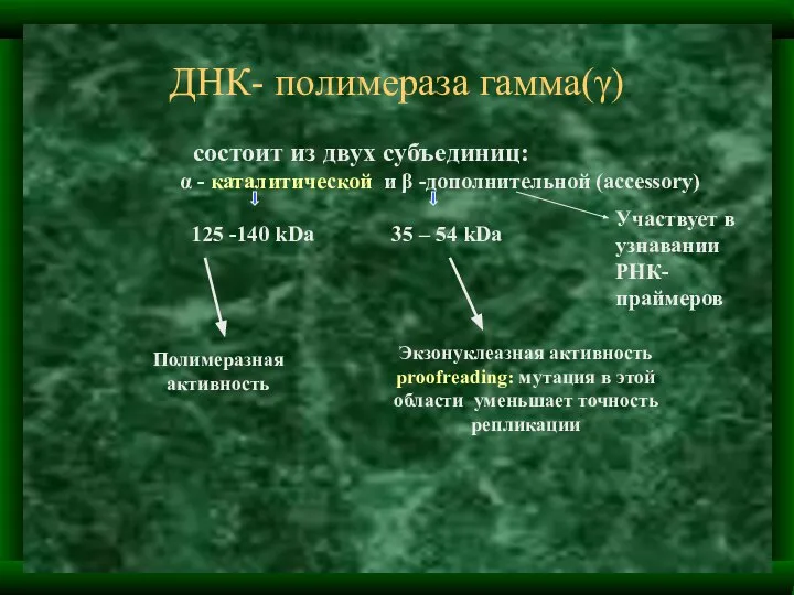 ДНК- полимераза гамма(γ) состоит из двух субъединиц: α - каталитической и