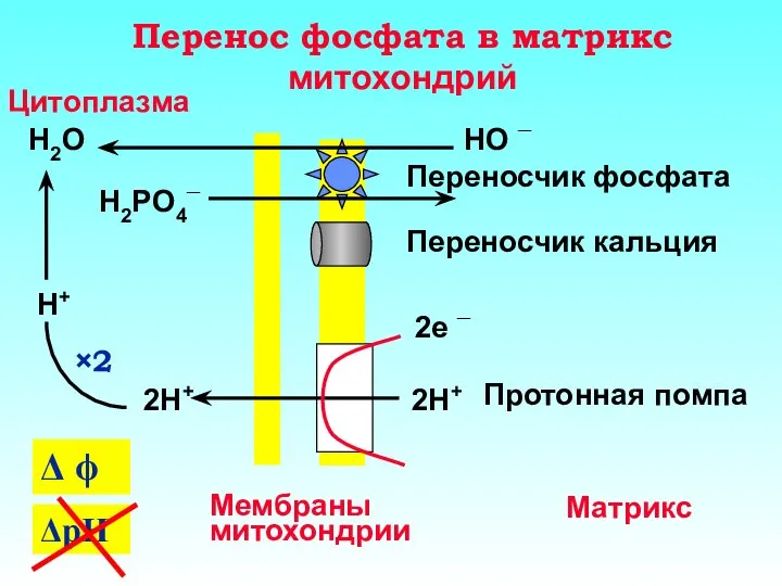 Перенос фосфата в матрикс митохондрий ΔpH Мембраны митохондрии Матрикс Цитоплазма Переносчик