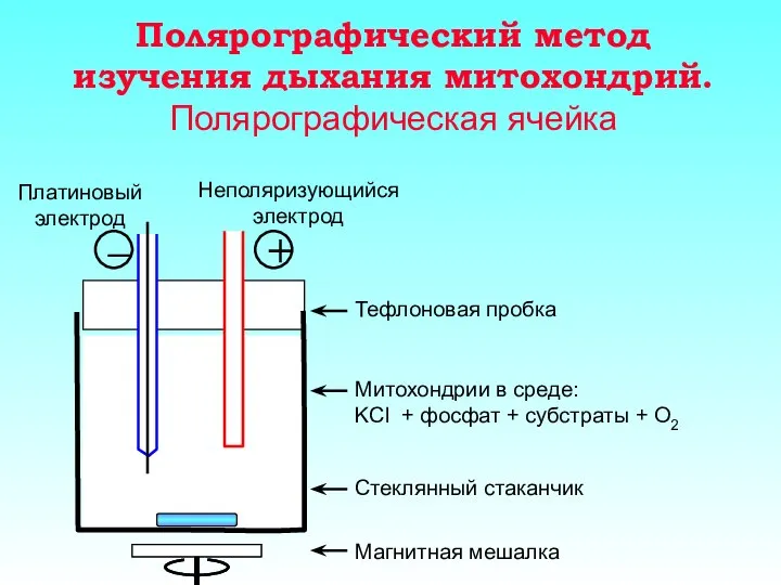 Полярографический метод изучения дыхания митохондрий. Полярографическая ячейка