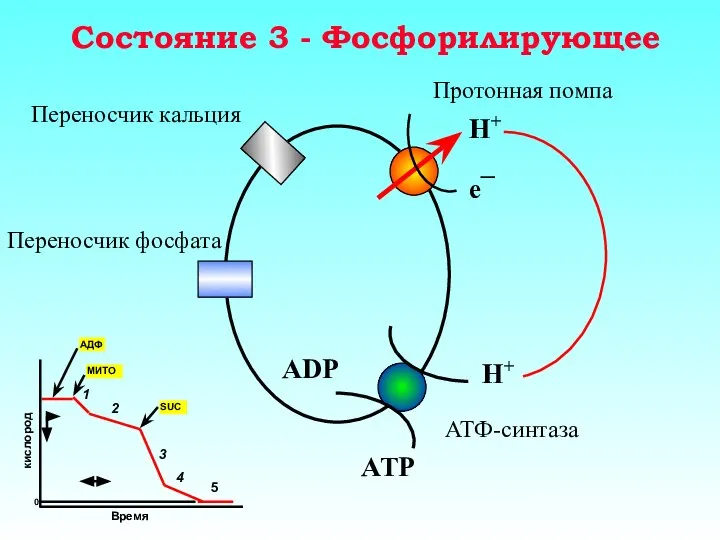 Состояние 3 - Фосфорилирующее Протонная помпа Переносчик кальция Переносчик фосфата АТФ-синтаза