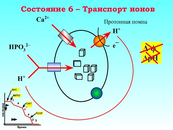 Состояние 6 – Транспорт ионов Протонная помпа H+ e¯ Δ ϕ ΔpH