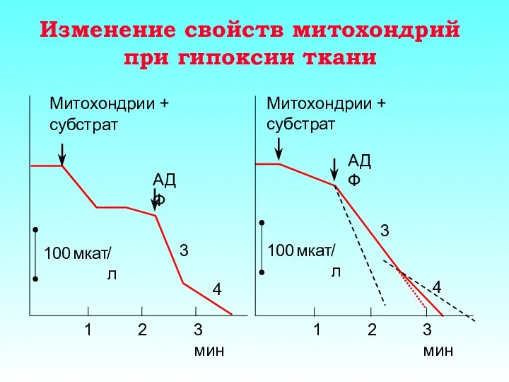 Изменение свойств митохондрий при гипоксии ткани