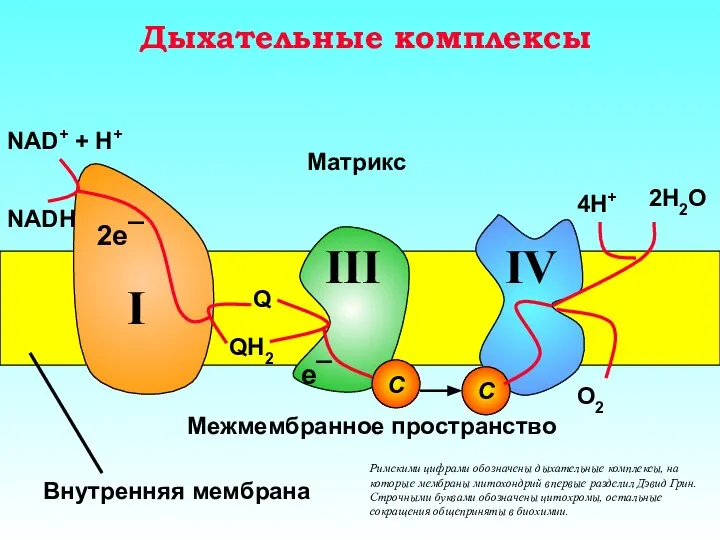 Дыхательные комплексы Римскими цифрами обозначены дыхательные комплексы, на которые мембраны митохондрий