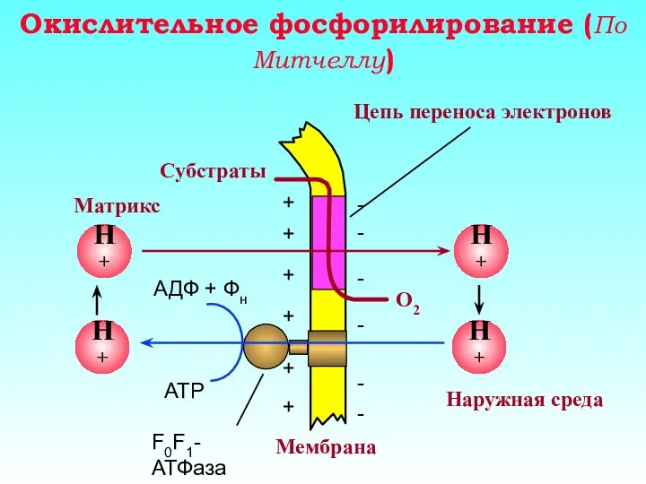 Окислительное фосфорилирование (По Митчеллу)