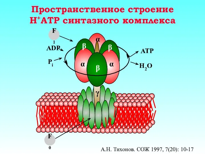 Пространственное строение H+ATP синтазного комплекса А.Н. Тихонов. СОЖ 1997, 7(20): 10-17