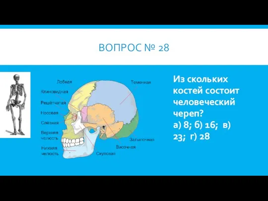 ВОПРОС № 28 Из скольких костей состоит человеческий череп? а) 8;